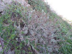 Artemisia arborescens