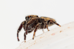 Salticidae
