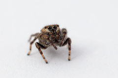 Salticidae