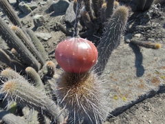 Haageocereus pseudomelanostele