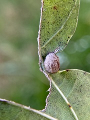 Dryocosmus quercusnotha