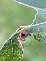 Dryocosmus quercusnotha