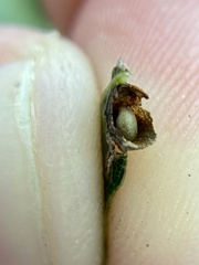 Dryocosmus quercusnotha