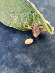 Dryocosmus quercusnotha