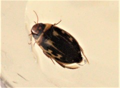 Platambus maculatus