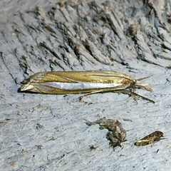 Crambus satrapellus