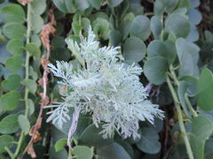 Artemisia arborescens