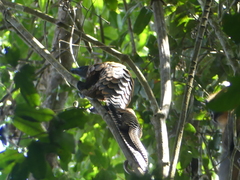 Phataginus tetradactyla