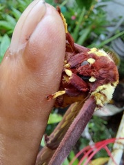 Citheronia phoronea