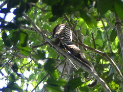 Phataginus tetradactyla