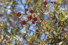 Bejaria aestuans