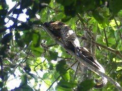 Phataginus tetradactyla