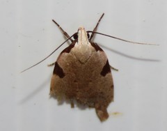 Zonopetala quadripustulella