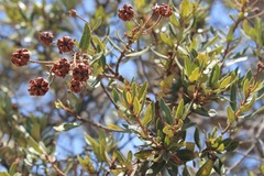 Bejaria aestuans