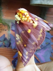 Citheronia phoronea