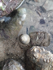 Steromphala cineraria