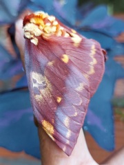 Citheronia phoronea