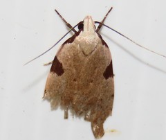 Zonopetala quadripustulella