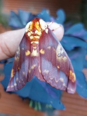 Citheronia phoronea