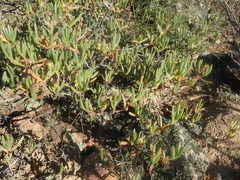 Ruschia diversifolia