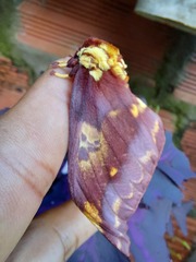 Citheronia phoronea