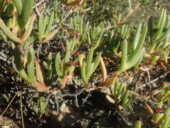 Ruschia diversifolia