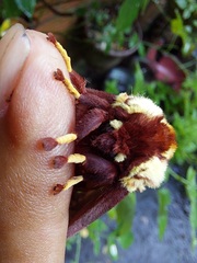 Citheronia phoronea