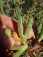 Ruschia diversifolia