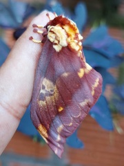 Citheronia phoronea