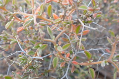 Aizoon sarcophyllum