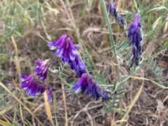 Vicia eriocarpa