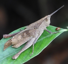 Colpolopha latipennis