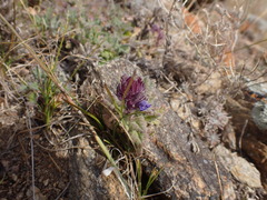 Dracocephalum pinnatum