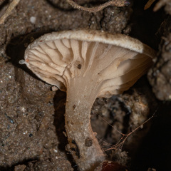 Claudopus