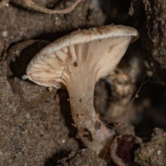 Claudopus