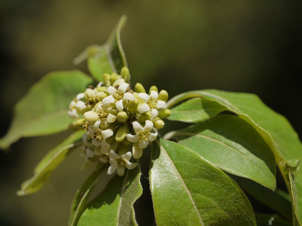Pittosporum dasycaulon