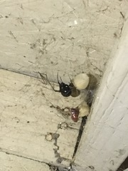 Latrodectus hesperus