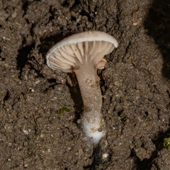 Claudopus