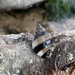 Dog Whelk