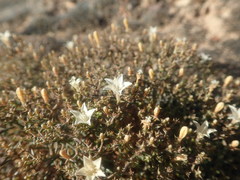 Wahlenbergia decipiens