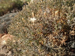 Wahlenbergia decipiens