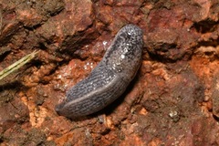 Tandonia