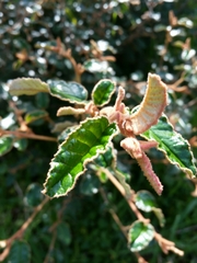 Pomaderris paniculosa paralia