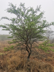 Vachellia natalitia