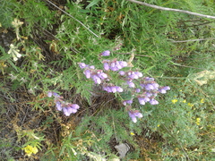 Dracocephalum peregrinum