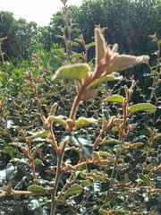 Pomaderris paniculosa paralia