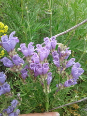 Dracocephalum peregrinum