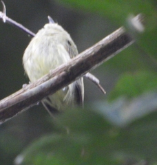 Lophotriccus vitiosus