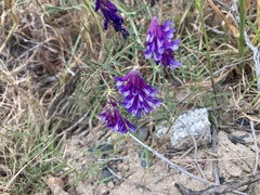 Vicia eriocarpa