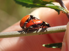 Hippodamia quinquesignata